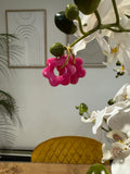 Flora