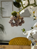 Flora