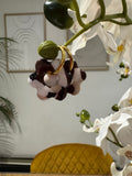 Flora