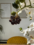 Flora