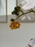 Flora