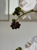 Flora