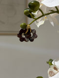 Flora